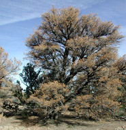 Pinon Pine Mortality