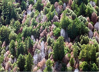 Sudden oak death, Marin County, CA, USA, USDA Forest Service