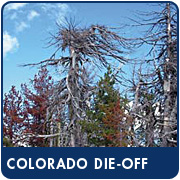 Colorado Die-Off