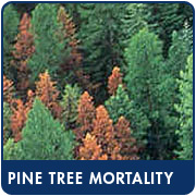 Pine Tree Mortality