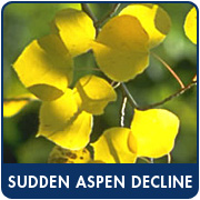 Sudden Aspen Decline